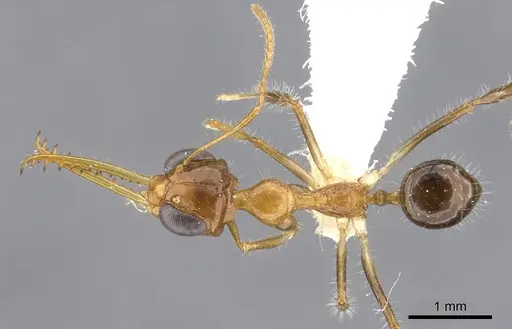 Myrmoteras diastematum specimen CASENT0903239 image casent0903239_1