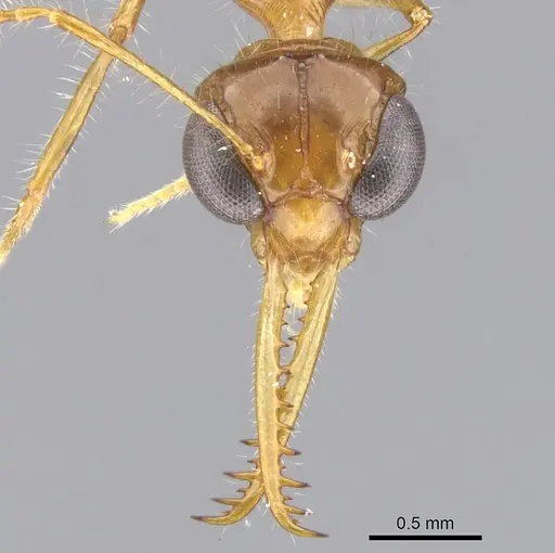Myrmoteras diastematum specimen CASENT0903239 image casent0903239_2