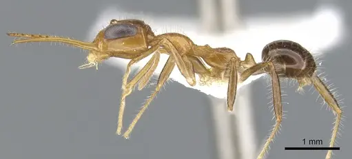 Myrmoteras diastematum specimen CASENT0903239 image casent0903239_3