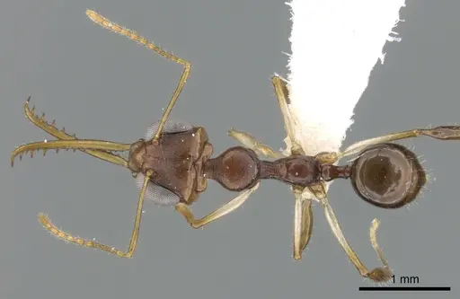Myrmoteras donisthorpei specimen CASENT0906286 image casent0906286_1