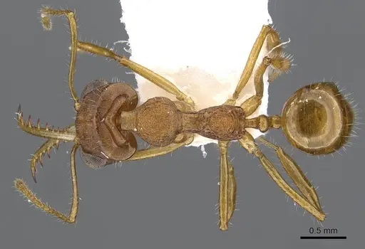 Myrmoteras elfeorum specimen CASENT0910210 image casent0910210_1