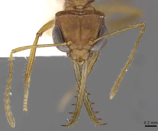 Myrmoteras elfeorum specimen CASENT0910210 image casent0910210_2