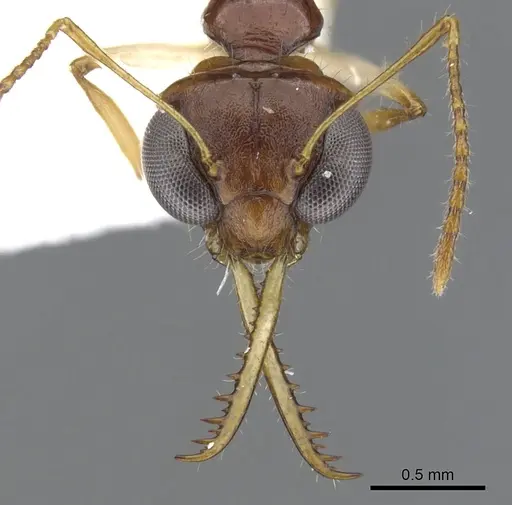 Myrmoteras estrudae specimen CASENT0903250 image casent0903250_2