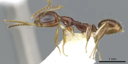Myrmoteras estrudae specimen CASENT0903250 image casent0903250_3