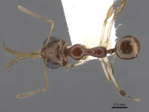 Myrmoteras estrudae specimen CASENT0910211 image casent0910211_1