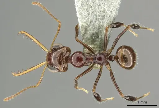 Myrmoteras glabrum specimen CASENT0915744 image casent0915744_1
