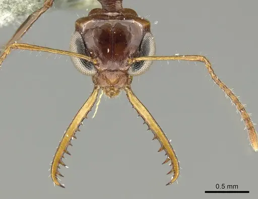 Myrmoteras glabrum specimen CASENT0915744 image casent0915744_2