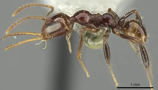 Myrmoteras glabrum specimen CASENT0915744 image casent0915744_3
