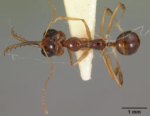 Myrmoteras indicum specimen CASENT0102131 image casent0102131_1