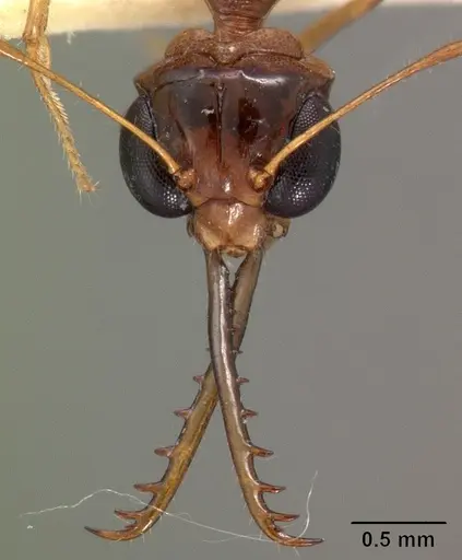 Myrmoteras indicum specimen CASENT0102131 image casent0102131_2