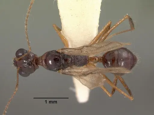 Myrmoteras indicum specimen CASENT0102162 image casent0102162_1