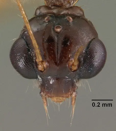 Myrmoteras indicum specimen CASENT0102162 image casent0102162_2