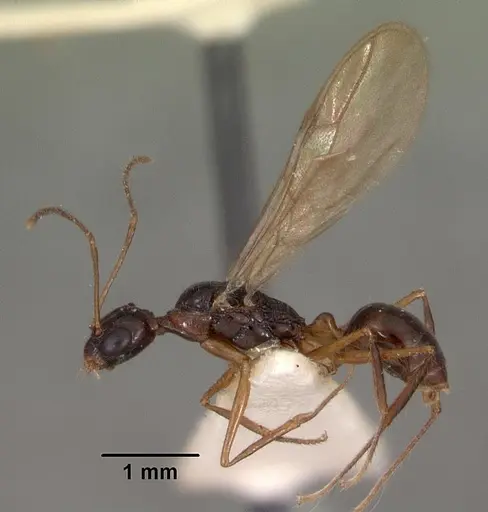 Myrmoteras indicum specimen CASENT0102162 image casent0102162_3