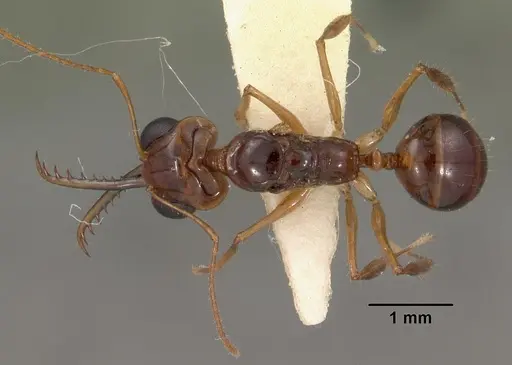 Myrmoteras indicum specimen CASENT0102163 image casent0102163_1