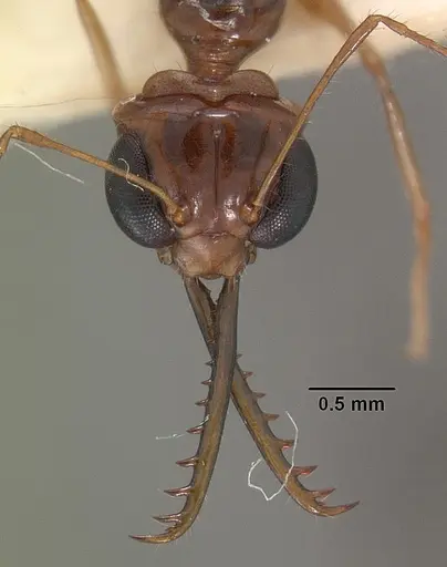 Myrmoteras indicum specimen CASENT0102163 image casent0102163_2