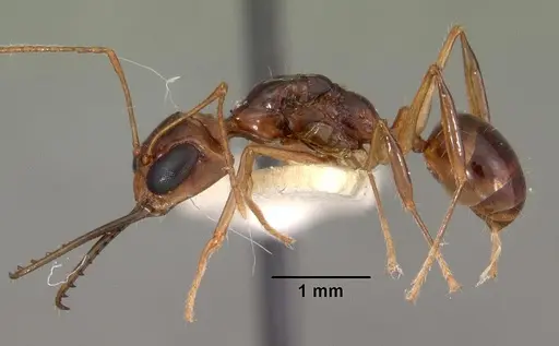 Myrmoteras indicum specimen CASENT0102163 image casent0102163_3