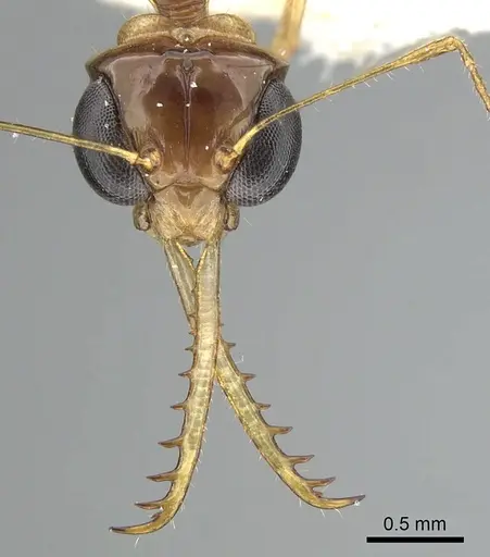 Myrmoteras indicum specimen CASENT0249877 image casent0249877_1
