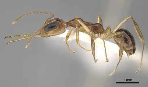 Myrmoteras indicum specimen CASENT0249877 image casent0249877_3