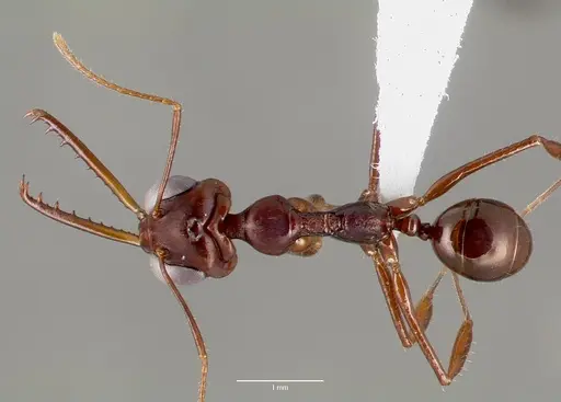 Myrmoteras iriodum specimen CASENT0003210 image casent0003210_1