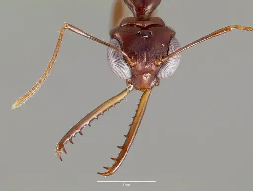 Myrmoteras iriodum specimen CASENT0003210 image casent0003210_2
