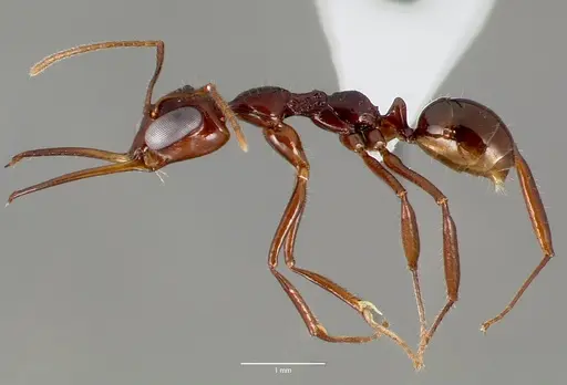 Myrmoteras iriodum specimen CASENT0003210 image casent0003210_3