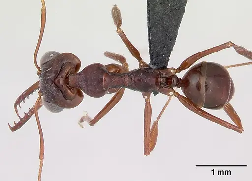 Myrmoteras iriodum specimen CASENT0006837 image casent0006837_1