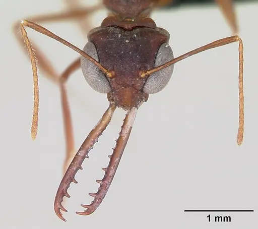 Myrmoteras iriodum specimen CASENT0006837 image casent0006837_2