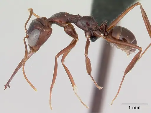 Myrmoteras iriodum specimen CASENT0006837 image casent0006837_3