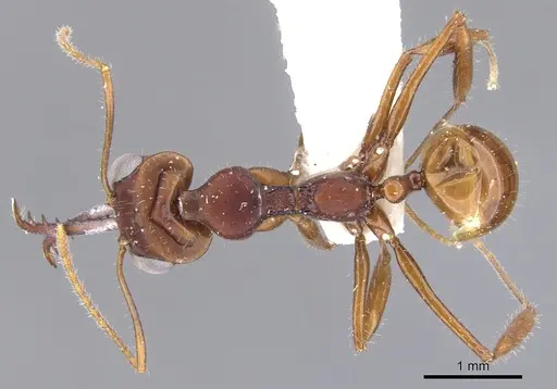 Myrmoteras iriodum specimen CASENT0903238 image casent0903238_1