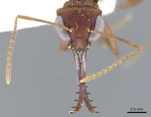 Myrmoteras iriodum specimen CASENT0903238 image casent0903238_2