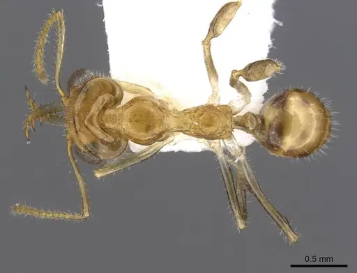 Myrmoteras ivani specimen CASENT0910212 image casent0910212_1