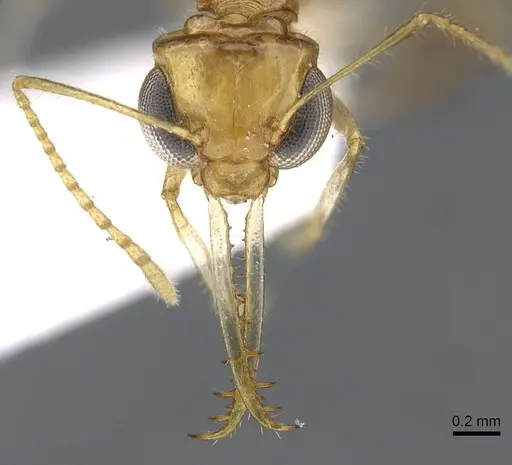 Myrmoteras ivani specimen CASENT0910212 image casent0910212_2