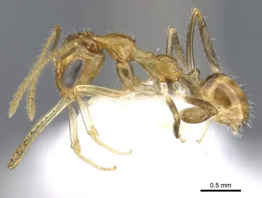 Myrmoteras ivani specimen CASENT0910212 image casent0910212_3