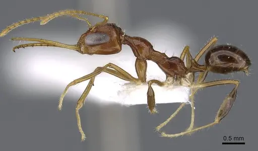 Myrmoteras marianneae specimen CASENT0910214 image casent0910214_3