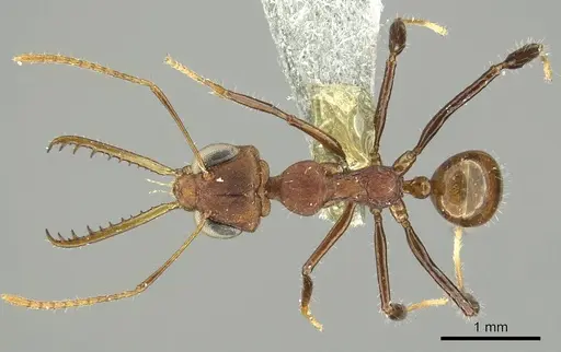 Myrmoteras mcarthuri specimen CASENT0915745 image casent0915745_1