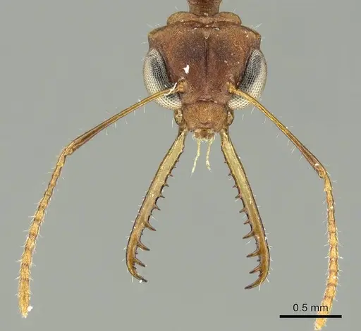 Myrmoteras mcarthuri specimen CASENT0915745 image casent0915745_2