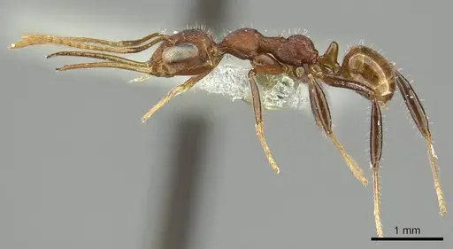 Myrmoteras mcarthuri specimen CASENT0915745 image casent0915745_4