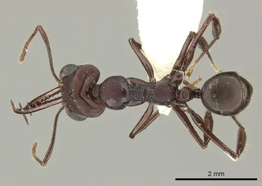 Myrmoteras mjoebergi specimen CASENT0270017 image casent0270017_1