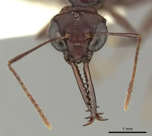 Myrmoteras mjoebergi specimen CASENT0270017 image casent0270017_2