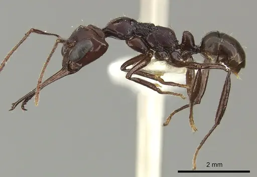 Myrmoteras mjoebergi specimen CASENT0270017 image casent0270017_3