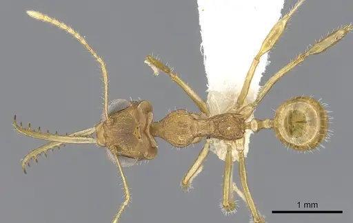 Myrmoteras morowali specimen CASENT0903243 image casent0903243_1