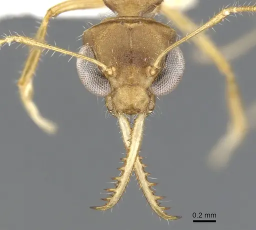 Myrmoteras morowali specimen CASENT0903243 image casent0903243_2