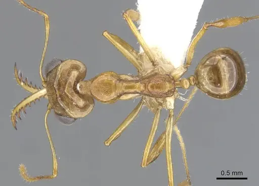 Myrmoteras nicoletteae specimen CASENT0903249 image casent0903249_1