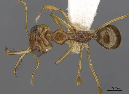 Myrmoteras nicoletteae specimen CASENT0910216 image casent0910216_1