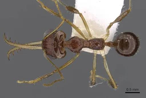 Myrmoteras susanneae specimen CASENT0910217 image casent0910217_1