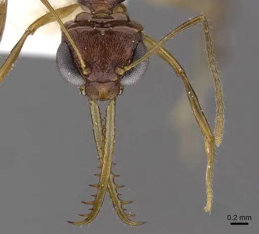 Myrmoteras susanneae specimen CASENT0910217 image casent0910217_2
