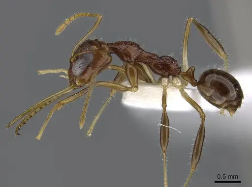 Myrmoteras susanneae specimen CASENT0910217 image casent0910217_3