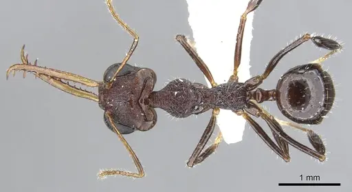 Myrmoteras toro specimen CASENT0903241 image casent0903241_1