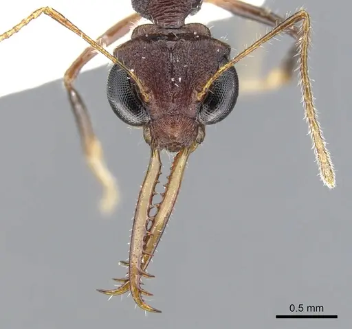 Myrmoteras toro specimen CASENT0903241 image casent0903241_2