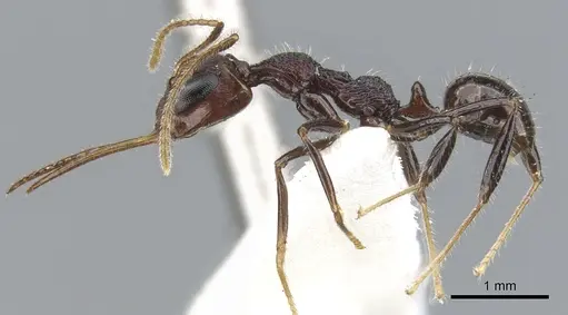 Myrmoteras toro specimen CASENT0903241 image casent0903241_3